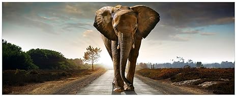 Wallario Acrylglasbild XXL Elefant bei Sonnenaufgang in Afrika - 80 x 200 cm in Premium-Qualität: Brillante Farben, freischwe