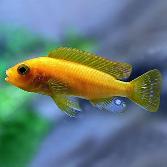 Amazon | (熱帯魚)レッドゼブラシクリッド（約3cm）＜5匹＞[生体] | | 観賞魚・水中生物 通販