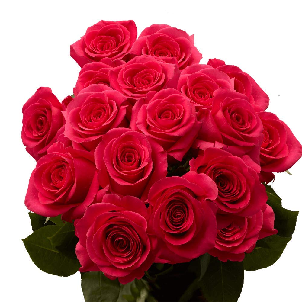 GlobalRose 75 Fresh Cut Hot Pink Roses for Mother's Day