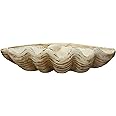 Creative Co-Op Coastal Decorative Magnesia Clamshell, Natural