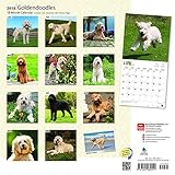 Image de Goldendoodles 2018 12 x 12 Inch Monthly Square Wall Calendar, Animals Mixed Dog Breeds
