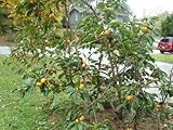 5 PERSIMMON TREE Diospyros Virginiana Fruit Seeds