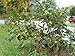 5 PERSIMMON TREE Diospyros Virginiana Fruit Seeds