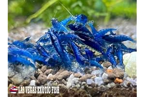 Las Vegas Exotic Fish™ 10 Blue Dream Neocaridina Shrimp Live Freshwater Shrimp Aquarium Inverts (Free Fedex 2 day air) (Blue Dream)