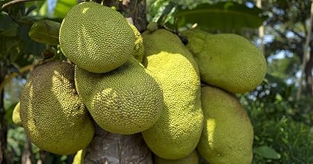 Aiden Gardens Rare Dwarf Variety Hybrid Jackfruit Plants Artocarpus heterophyllus December Honey Jackfruit 1 Healthy Live Plant On polybag