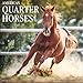 American Quarter Horses 2017 Wall Calendar