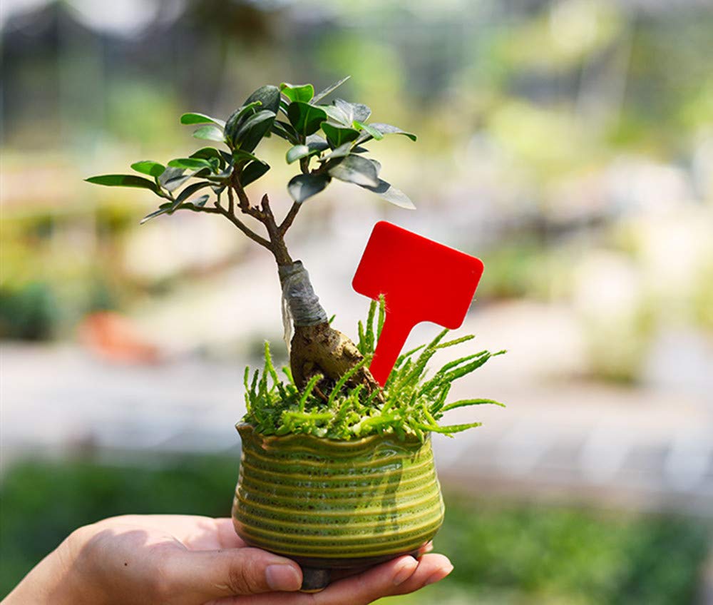 Utensili Per Il Giardinaggio Yongbest Etichette Per Piante Da Giardino 100 Pezzi T Tag Marcatori Di Piante Etichette Impermeabili Per Semi Erbe Giardino Fiori In Vaso Verdure 10 Colori Giardino E Giardinaggio Nihon Trim Co Jp