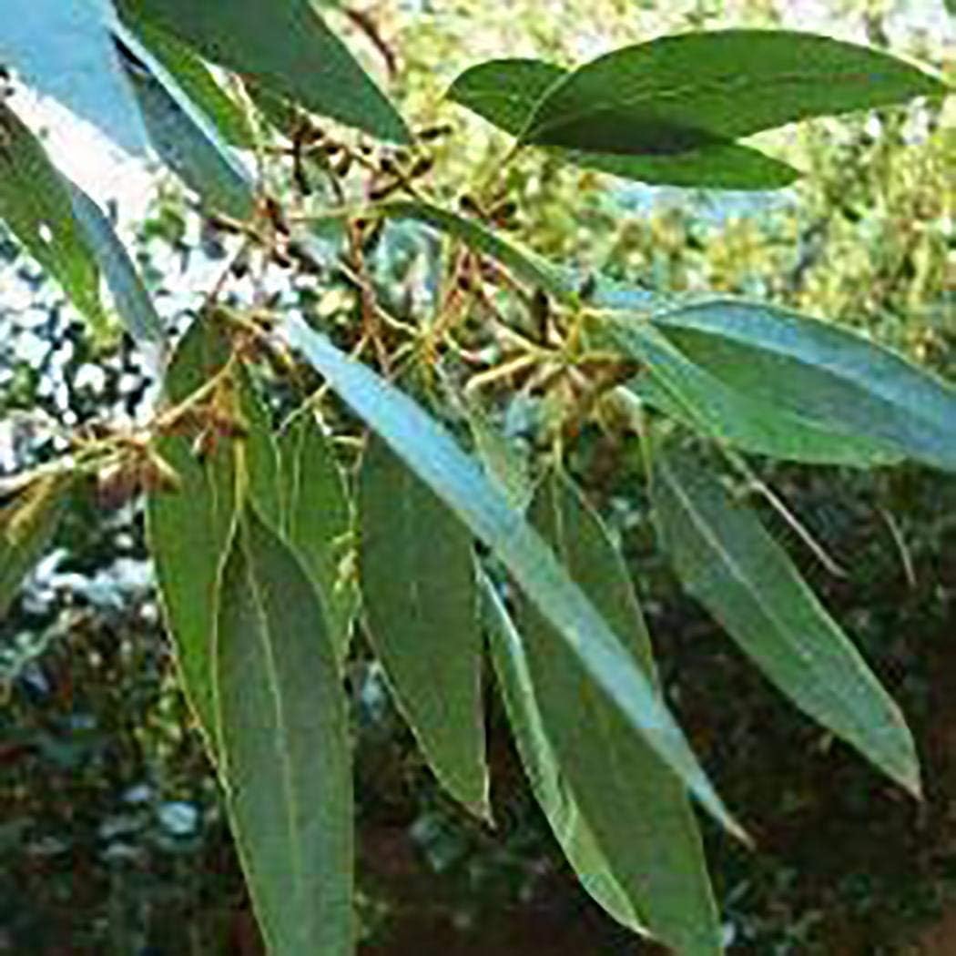Lioder Eucalyptus Seeds Eucalyptus Parviflora Flower Plant Seeds Bonsai Non-GMO Open Pollinated Seeds Home Garden Yard Decor
