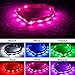 Blazin Light Up Dog Collar - The Original LED Dog Collar - USB Rechargeable - Waterproof - 1,000 Feet of Visibility - Dog Collar Light for Small, Medium, Large Dogs - US Brand