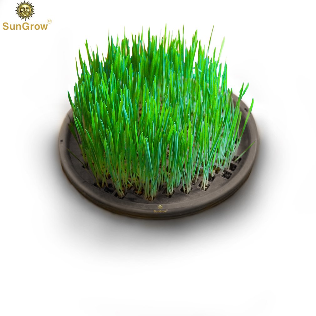 Cat Wheat Grass Planter -- Fresh Food for your pet - Stimulates Cat’s Senses - Touch, Taste & Smell - Stable Design - Includes Organic Seeds, Soil & Vermiculite