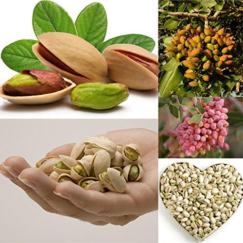 Davitu 5Pcs/Pack Pistachios Seeds Garden Outdoor Nut Tree Fruit Tree Seeds Planting