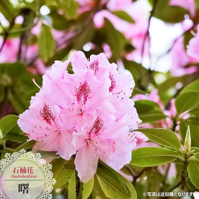 Amazon 西洋シャクナゲ 曙 あけぼの 鉢植え 庭木 常緑樹 低木 低木 植木