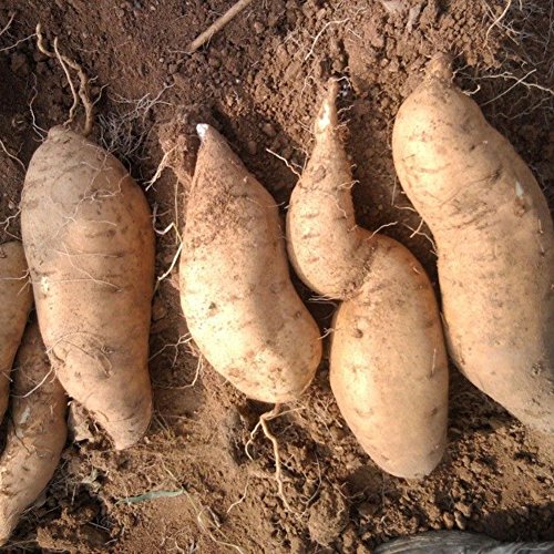buyanputra 10Pcs Sweet Potato Seeds, Vegetable Planting Starter Fresh Fruit Seed Home Plant