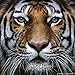DIY 5D Diamond Painting Kit, Full Drill Tiger Embroidery Cross Stitch Arts Craft Canvas Wall Decor 11.8 x 11.8 inch