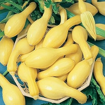 Amazon Seed Heirloom Squash Early Summer Crookneck エアルーム スクワッシュ アーリー サマー クルークネック 10 Seeds 野菜