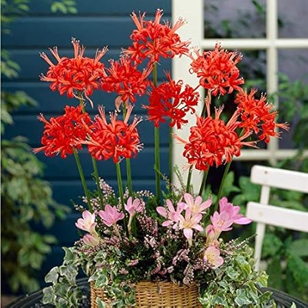 FernsFly IMP. Nerine Lily / Jersey lily / Spider lily Attractive Flower Bulbs Home Outdoor Flowering Gardening Bulbs Blooming planting (Pack of 3 Red Nerine Lily)