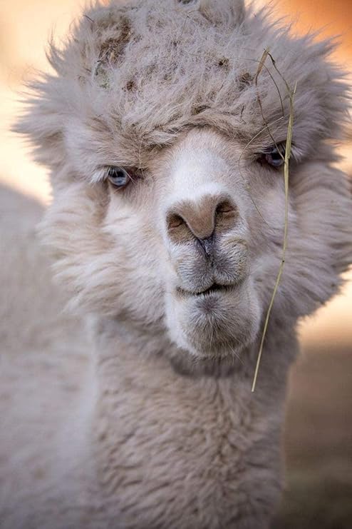 Amazon Co Jp 絵画キットアルパカ野生生物塗料大人のための数字と子供diy油絵ギフトキット ホーム キッチン