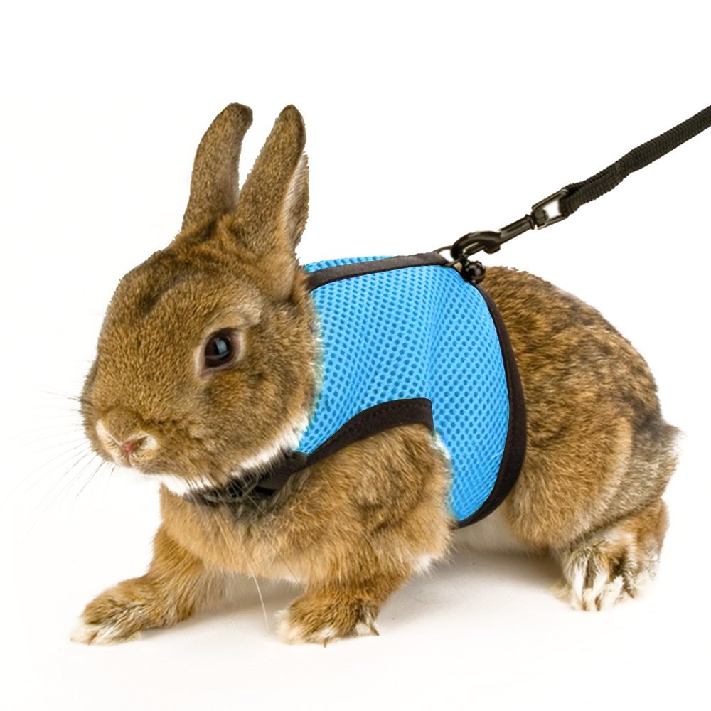 Comfortable BlueSoft Elastic Leash For Rabbit Bunny Harness With 47