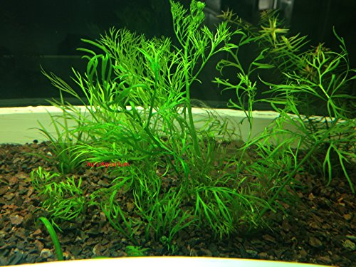3 Water Sprite (Ceratopteris Thalictroides) Live Aquarium Stem Plant by G&Z 3 Water Sprite (Ceratopteris Thalictroides) Live Aquarium Stem Plant by G&Z