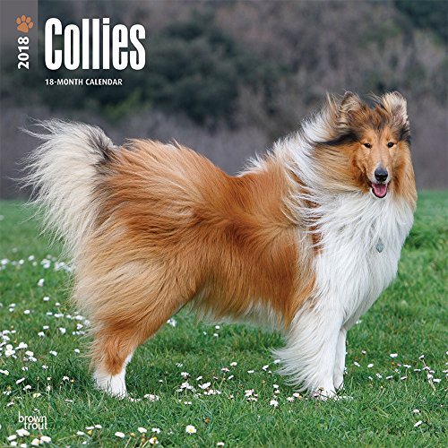 Collies 2018 Monthly Square Wall Calendar