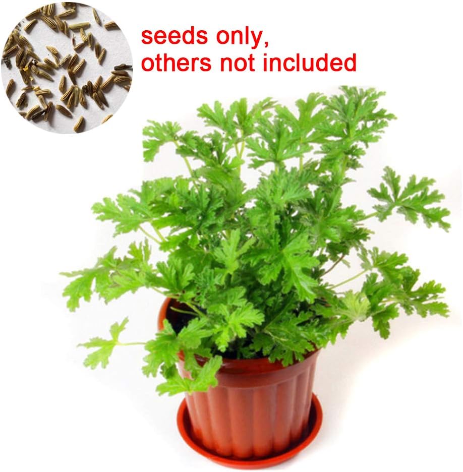 Citronella Seeds for Yard Gardening Plant,100Pcs Citronella Plant Seeds Mozzie Buster Mosquito Repellent Garden Decor by Mosichi