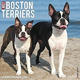 Just Boston Terriers 2019 Wall Calendar (Dog Breed Calendar) by 
