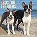 Just Boston Terriers 2019 Wall Calendar (Dog Breed Calendar) by 