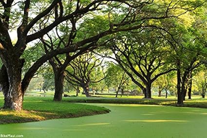 Creative Farmer Tree Seeds Giant Thibe Good Shade Tree For