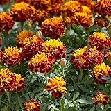 Outsidepride Marigold Flame Plant Flower Seeds