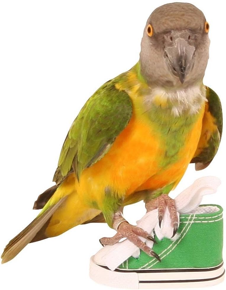 Sneaker Foot Toy For Parrots