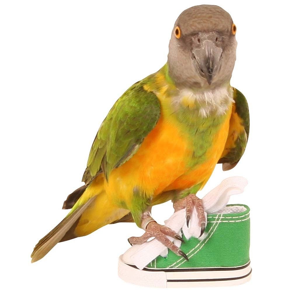 Sneaker Foot Toy For Parrots — image 1
