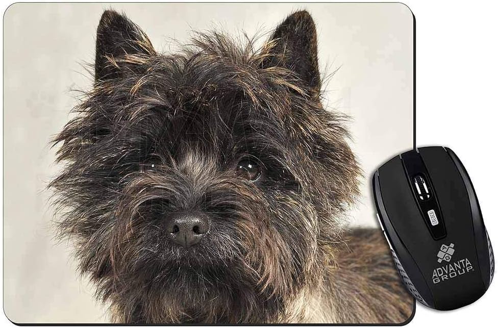 brindle cairn terrier