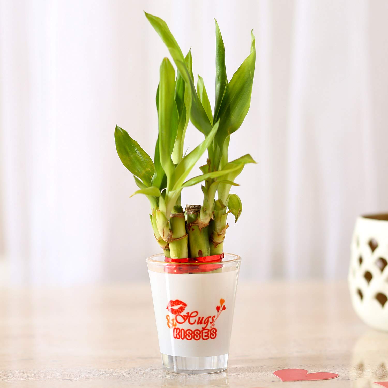 Ferns N Petals Lucky Bamboo In Hugs Kisses Printed Glass Vase