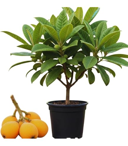 Amazon.com : Yellow Jaboticaba Cabelluda Myrciaria Glazioviana