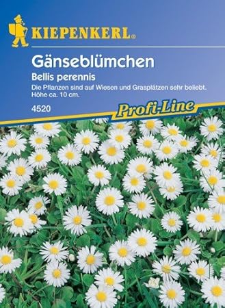 Sperli Blumensamen Wiesen-Gänseblümchen, grün