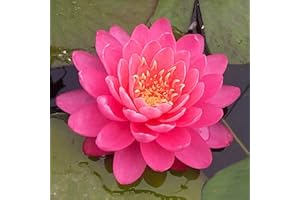 Mainam Mixed Colorful Hardy Water Lily Tuber Live Aquarium Plant for Freshwater Fish Pond Balcony Buy 2 GET Fertilizer Free (Red Nymphaea Perry's Fire Opal)