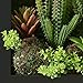 3D Artificial Flowers Wall Hanger with Frame Shape Vase, Ball Cactus Succulent Plants Moss on the Stone Green Leaves Grass, Black Frame, 7.87 in * 9.84 in
