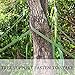 WXJ13 50 Feet 1 Inch Wide Green Tree Tie Garden Tie Plant Supports for Staking and Guying, 1500 Lbs Strength