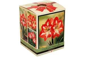 HIRT'S GARDENS Amaryllis Kit: Minerva + Plastic Pot/Soil/Bulb - Large Bulb 26/28 cm -Netherland