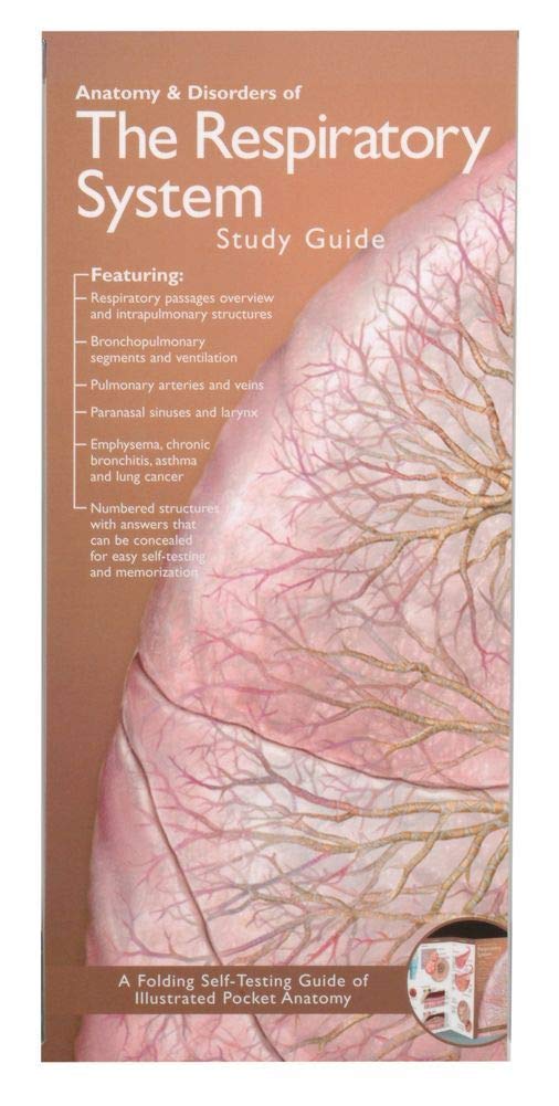 Anatomy & Disorders of The Respiratory System