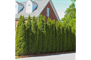 Brighter Blooms - Emerald Green Arborvitae, 3-4 Feet - Live Plant - No Shipping to AZ