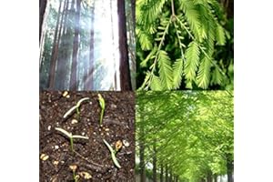 MYSEEDS.CO - BIG PACK SEEDS Big Pack - (1,000) Dawn Redwood Tree Seeds - Metasequoia glyptostroboides - by MySeeds.Co (Big Pack - Dawn Redwood)