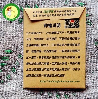 Amazon Co Jp 50pcsのオフィスデスクミニ四つ葉のクローバーの種 幸運のクローバー観葉植物盆栽花の種 ホーム キッチン