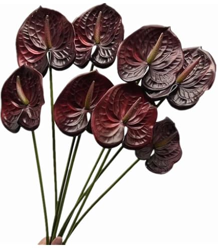 anthurium pallidiflorum kaufen Anthurium Wild Arrow — Ecuagenera USA Corp main image 0