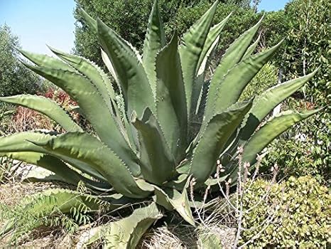 Amazon 多肉植物 種子 Agave Salmianaアガベ サルミアナ アガベシロップの原料になる耐寒性があり育てやすいアガベ 5粒 並行輸入品 観葉植物 オンライン通販
