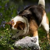 Petface Cyril The Squirrel Plush Dog Toy with Built-In Squeaker view 5