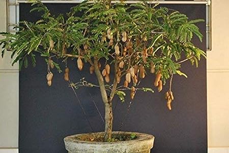 Creative Farmer Live Plant Bonsai Tamarind