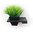 Catastrophic Creations Cat Planter Shelf — Standalone Planter Shelf/Add to Wall Mount Cat Furniture — Cat Climbing Shelves — Cat Floating Shelves — Cat Wall Shelves for Indoor Cats