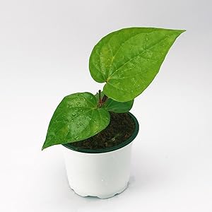 UGAOO The Agri-Gardening Marketplace Betel Leaf (Magai Paan)