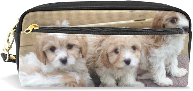 cute cavachon puppies